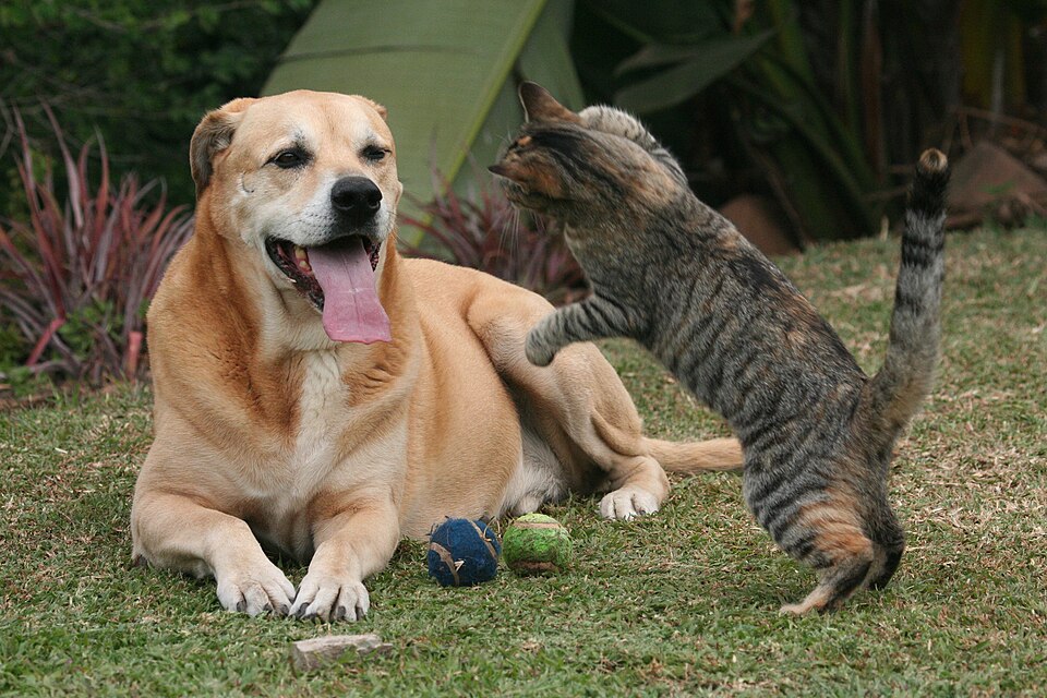 Birlikte oynayan kedi ve k&ouml;pek; boşanmada evcil hayvanın bakım d&uuml;zeni