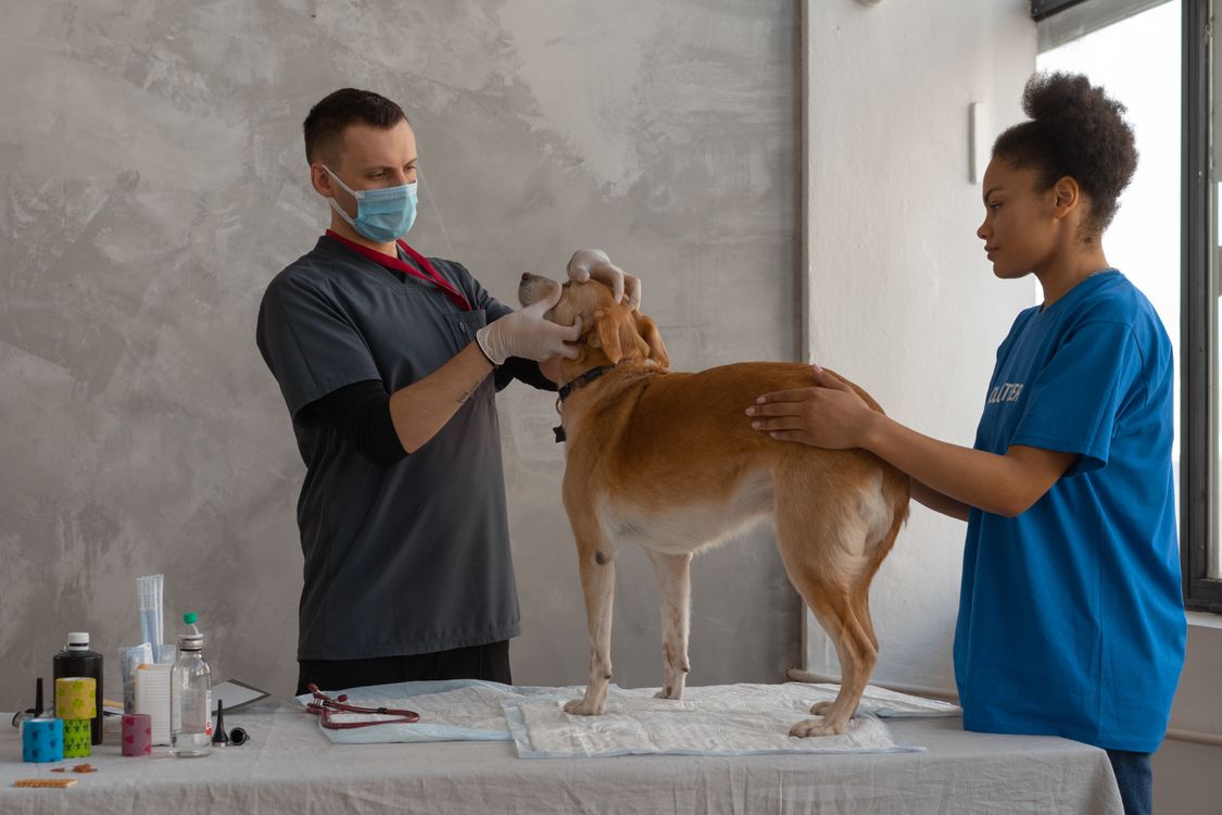 Veteriner hekim muayenesinde k&ouml;pek ve veteriner hatası tazminat hukuku